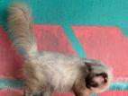 Persian Male Cat Crossing