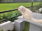 Persian Male Cat for Crossing