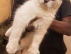Persian Male Cat for Crossing
