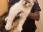 Persian Male Cat for Crossing