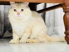 Persian Male Cat for Crossing