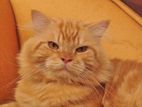 Persian Male Cat For Crossing