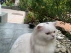 Persian Male Cat for Crossing