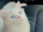 Persian Male Cat for Crossing