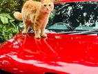 Persian Male Cat For Crossing