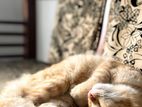 Persian Male Cat