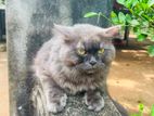 Persian Male Cat