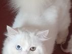 Persian Male Cat