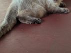 Persian Male Cat