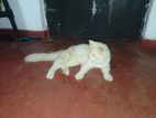 Persian Male Cat