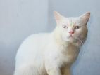 Persian Male Cat