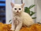 Persian Male Cat