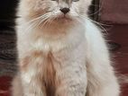 Persian Male Cat