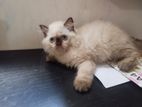 Himalayan Male Cat