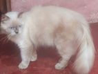 Persian Male Cat