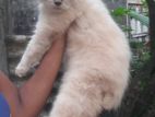 Persian Male Cat
