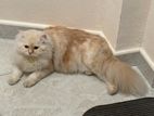 Persian Male Cat