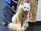 Persian Male Cat