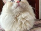 Persian Male Cat