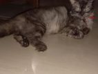 Persian Male Cat