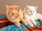 Persian Male Cats