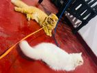Persian Cats