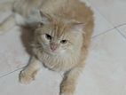 Persian Male Cat