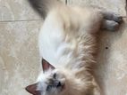 PERSIAN MALE KITTEN 4 MONTHS