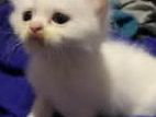 Persian Male Kitten