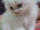 Persian Male Kitten