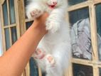 Persian Kitten