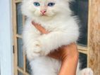 Persian Male Kitten