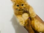Persian Male Kitten