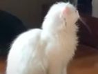 Persian Male Kitten