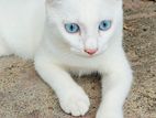 Persian mix breed