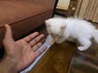 Persian Mix Kittens