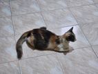 Persian Mix Cat for Kind Home