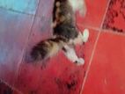 Persian Mix Cat