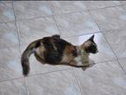 Persian Mix Cat