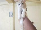 Persian Mix Kitten