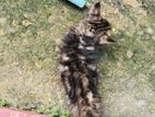 Persian Mix Cat