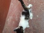 Persian mix cat