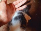 Persian Mix Cat