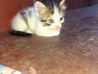 Persian Mix Cat