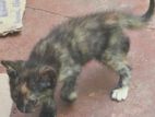 Persian Mix Cat