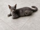 Persian Mix Cat