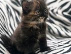 Persian Mix Cat
