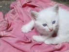 Persian Mix Cat