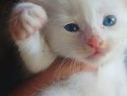 Persian Mix Cat