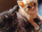 Persian Mix Cat